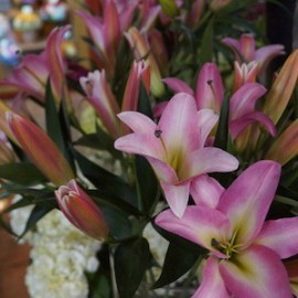DSC03203-copy-270x270
