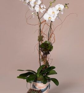 Double-White-Orchid-And-a-Box-of-Robusto-Cigars-Revised
