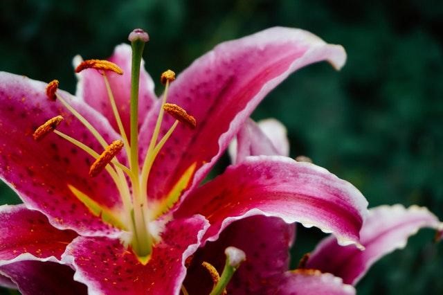 Florist-Houston