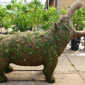 HIPPO