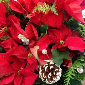 Poinsettias