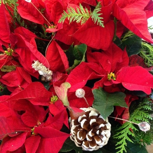 Poinsettias
