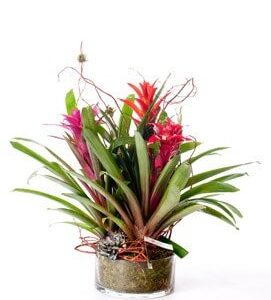 TripleBromeliadpot-1