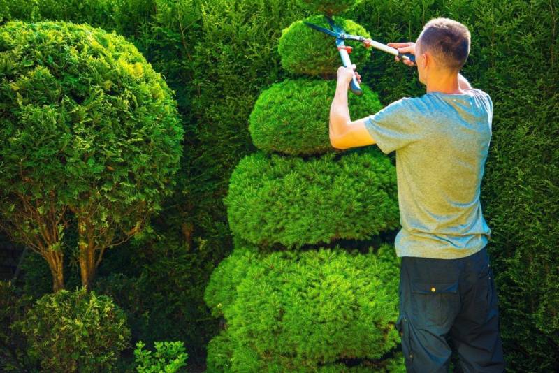 custom-topiary-800x534