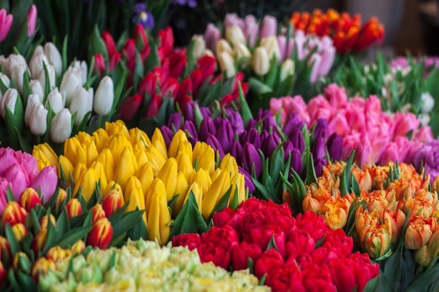flower-shop-in-houston