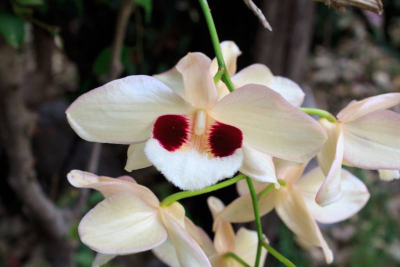 grow-orchids-home-garden-800x534