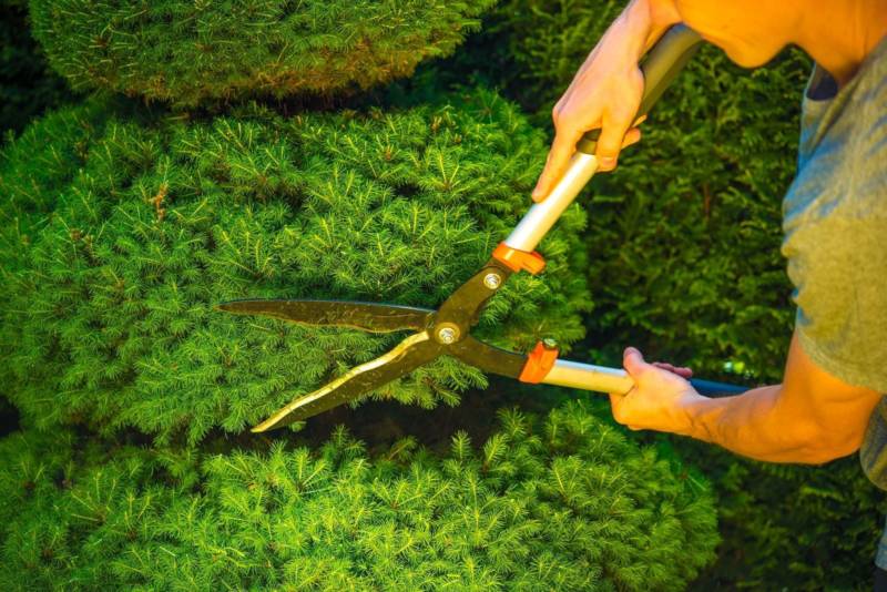homeowner-trims-topiary-800x534 homeowner-trims-topiary-800x534