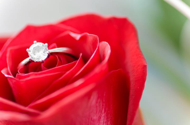 red-rose-with-a-ring-for-proposal-800x530