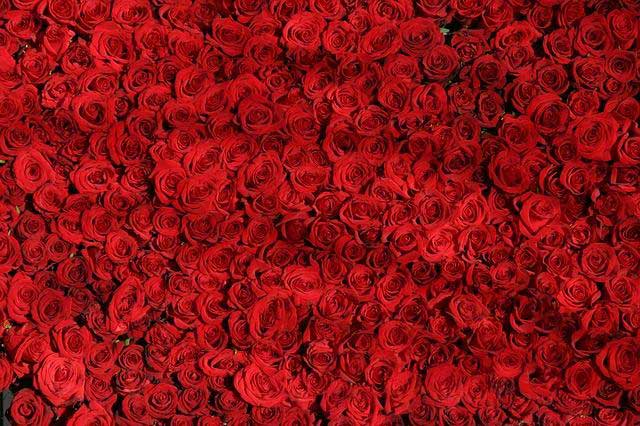 How Do You Pick the Best Roses? Tips from an Experienced Florist in Houston