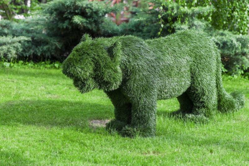 the-right-topiary-for-your-landscaping-800x533