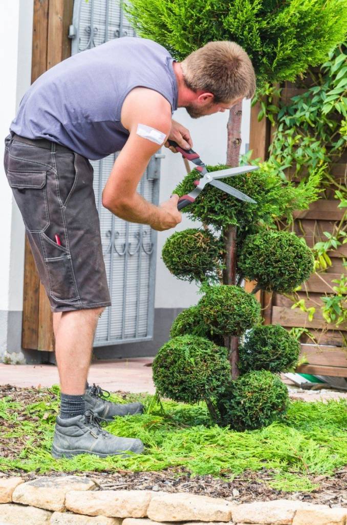 topiary-design-678x1024
