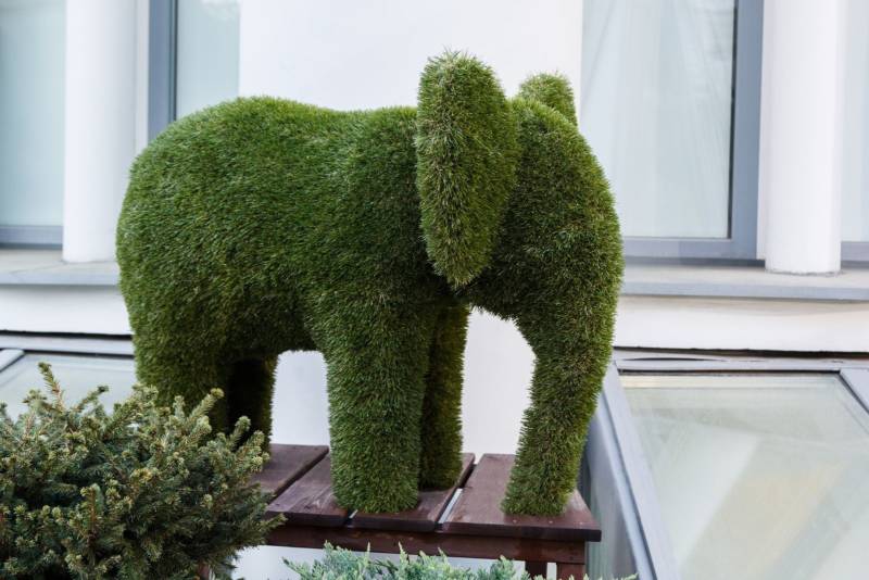 topiary-needs-proper-maintenance-800x534