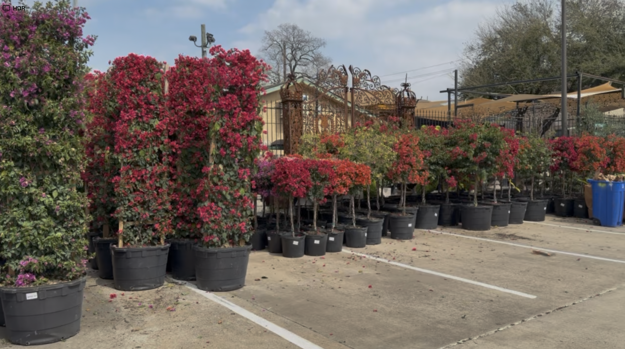 Royal Garden Bougainvilleas Summer-Wedding-Blog-Image