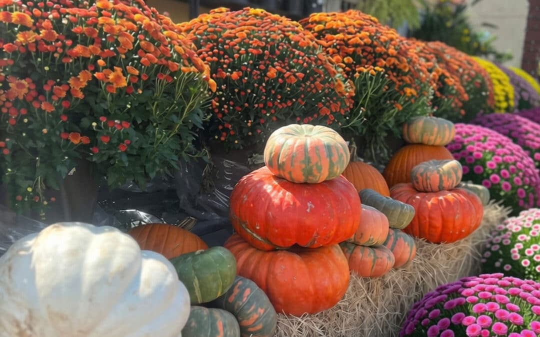 Fall Flowers & Landscaping