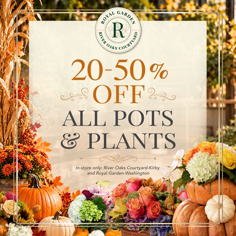 ROCG-OctoberSpecial_Option